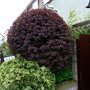 Berberis thunbergii 'Atropurpurea' struik